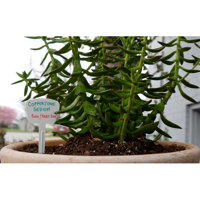 U-Mark - A4 Fine Fine Tip Paint Marker (Pack of 12)