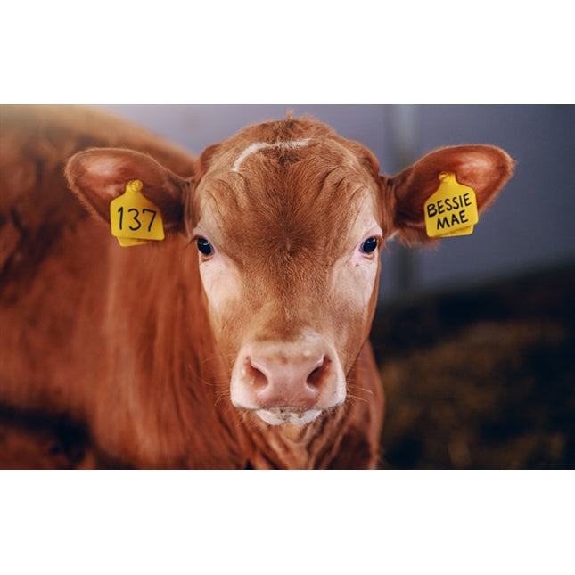 U-Mark - 10501 Black PHD™ Plastics Ink Marker (Pack of 12)